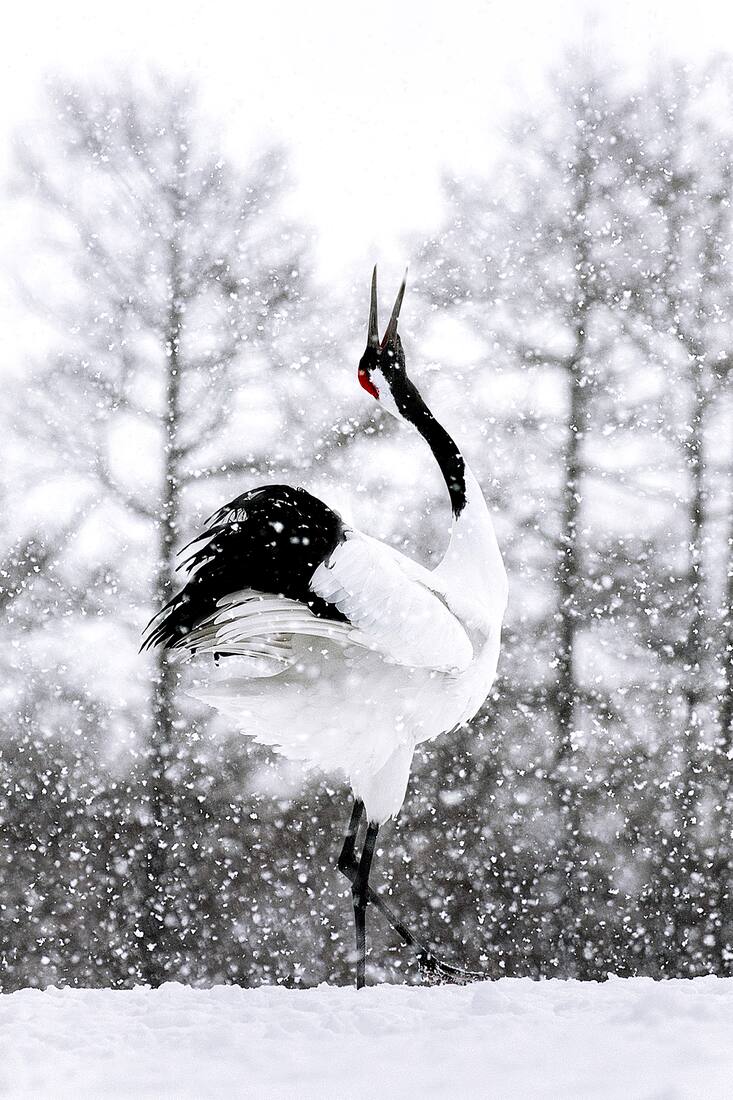Grue du Japon en parade nuptiale sous la neige à Hokkaïdo - Japon, Asie de l'Est / Red-crowned crane in courtship ritual under snow in Hokkaido - Japan, East Asia / Grus japonensis