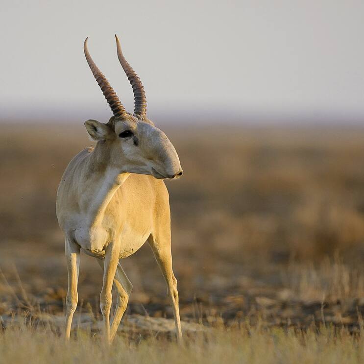 Saiga (Saiga tartarica) expedition searching Saigas at water holes Adult male Saiga in the surrounding of water hole Torgay area Kazakhstan August 2010 ANTILOPES SAÃGA, KAZAKHSTAN