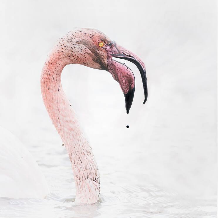 flamants