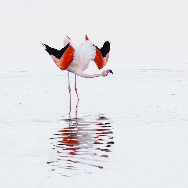 flamants