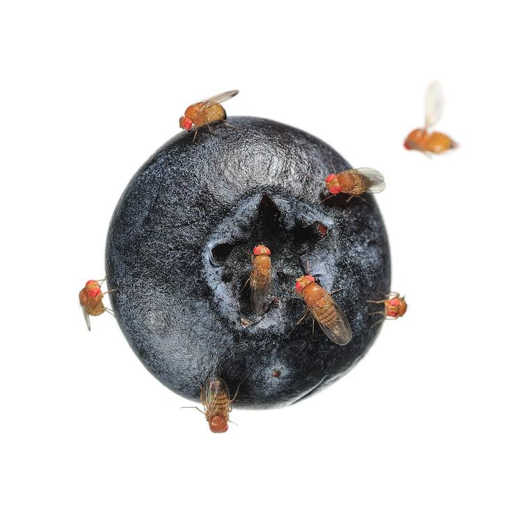 Des mouches tueuses attaquent une baie de groseilles