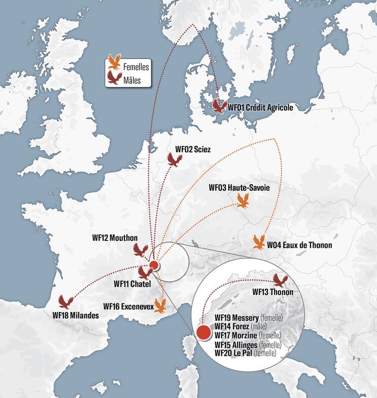 La carte des migrations des pygargues