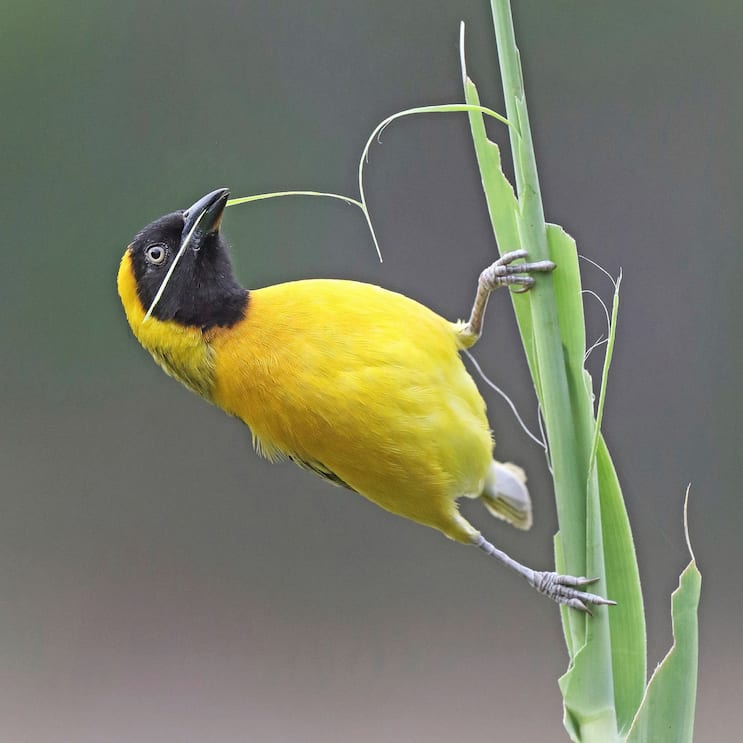 Petit tisserin mâle déchirant des feuilles pour construire un nid Lesser masked weaver male tearing leaves to build a nest