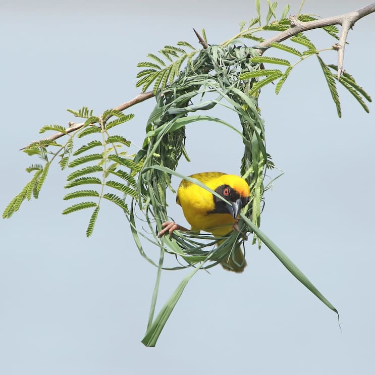 Tisserin ?? t??te rousse m??le en train de b??tir son nid avec un brin d'herbe dans le bec agripp?? ?? son armature en forme de cercle. PN de Kruger Afrique du sud Male Southern masked weaver clinging on to its frame of nest at the beginning building it with a blade in its bill. Kruger NP. SA